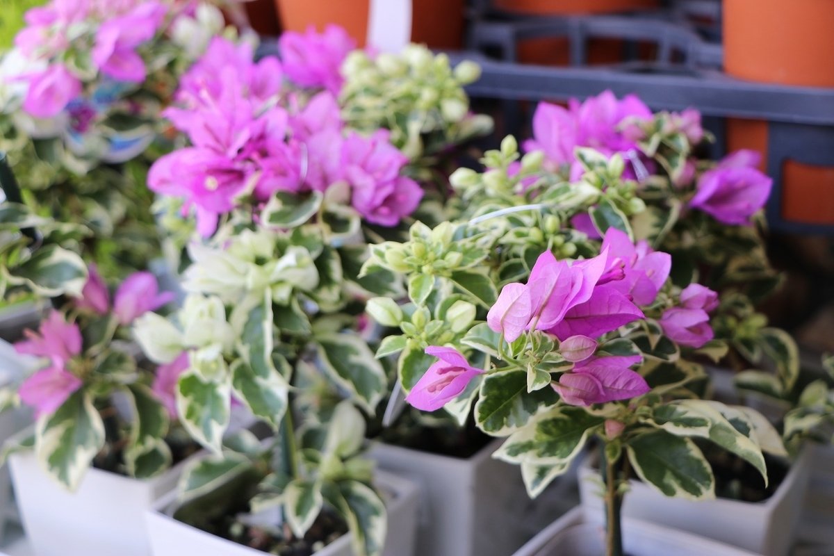 夏の植物がどんどん増えてます♪ 斑入りのブーゲンや斑入りの