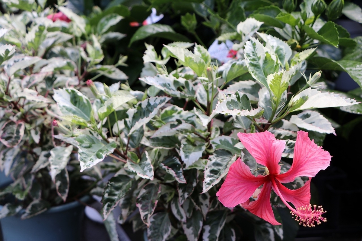 ハイビスカス　斑入り ハイビスカス 斑入り 4寸鉢 | 橋本種苗園