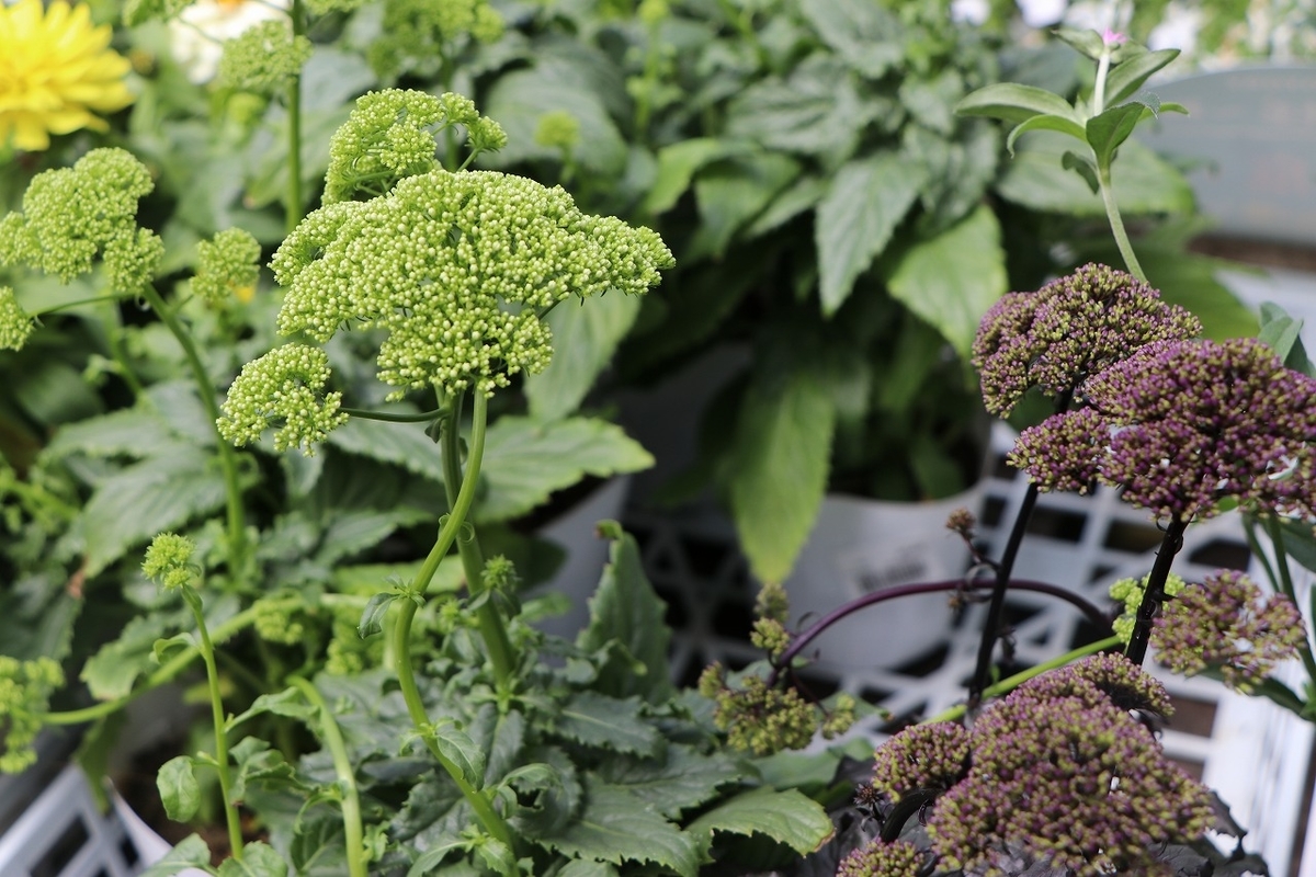夏の植物がどんどん増えてます♪ 斑入りのブーゲンや斑入りの
