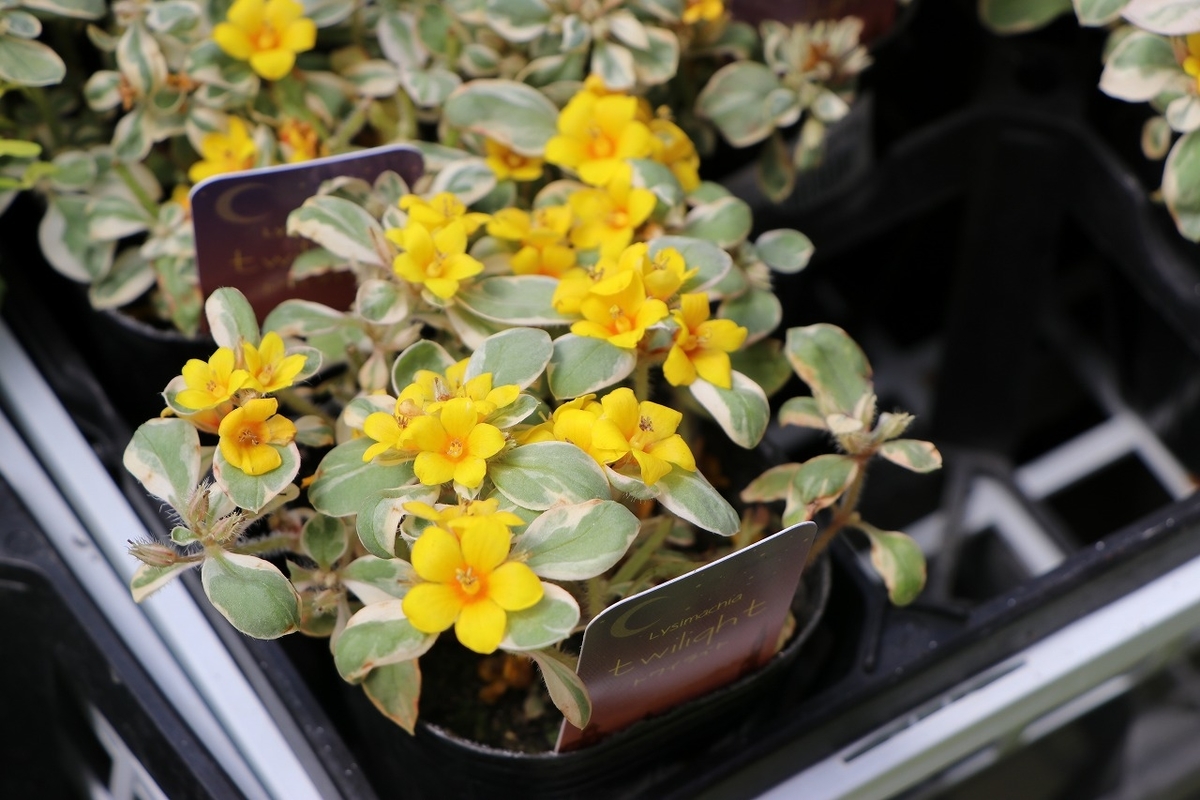 夏の植物がどんどん増えてます♪ 斑入りのブーゲンや斑入りの