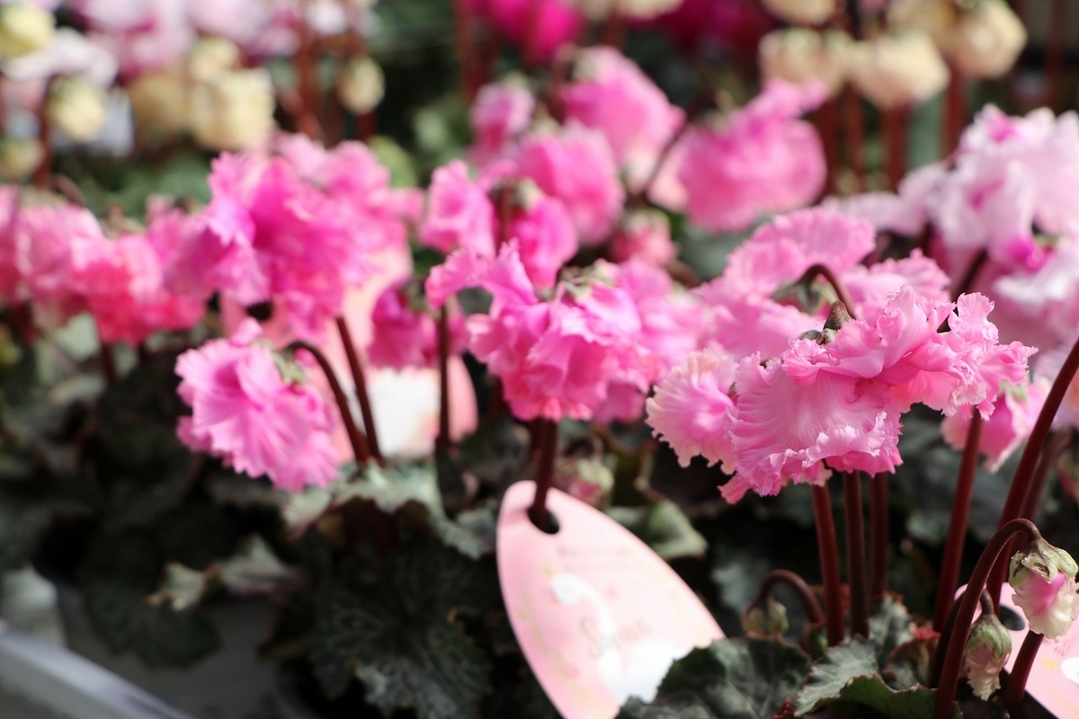 シクラメン 変わり咲きシクラメンもいろいろ入荷です♪ シクラメンスワンや