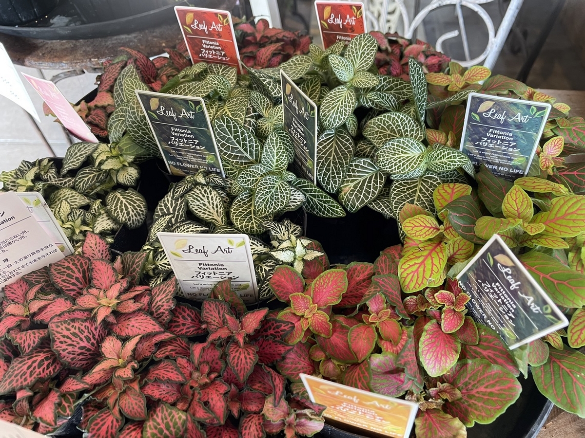 おすすめ植物〜3月22日‼️ #インテリアグリーン #観葉植物 #園芸