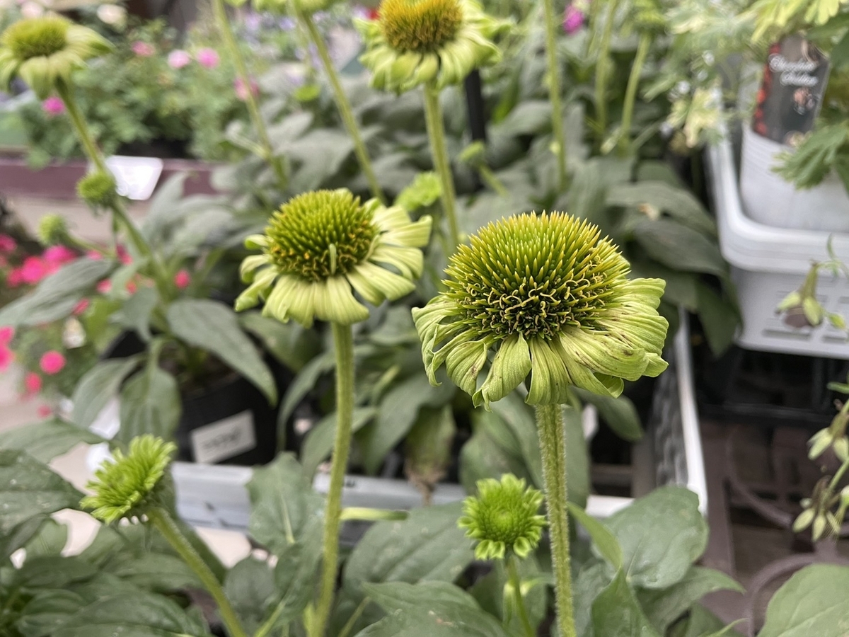 おすすめ植物〜4月13日！ #ダリア #ペチュニア #マーガレット #寄せ