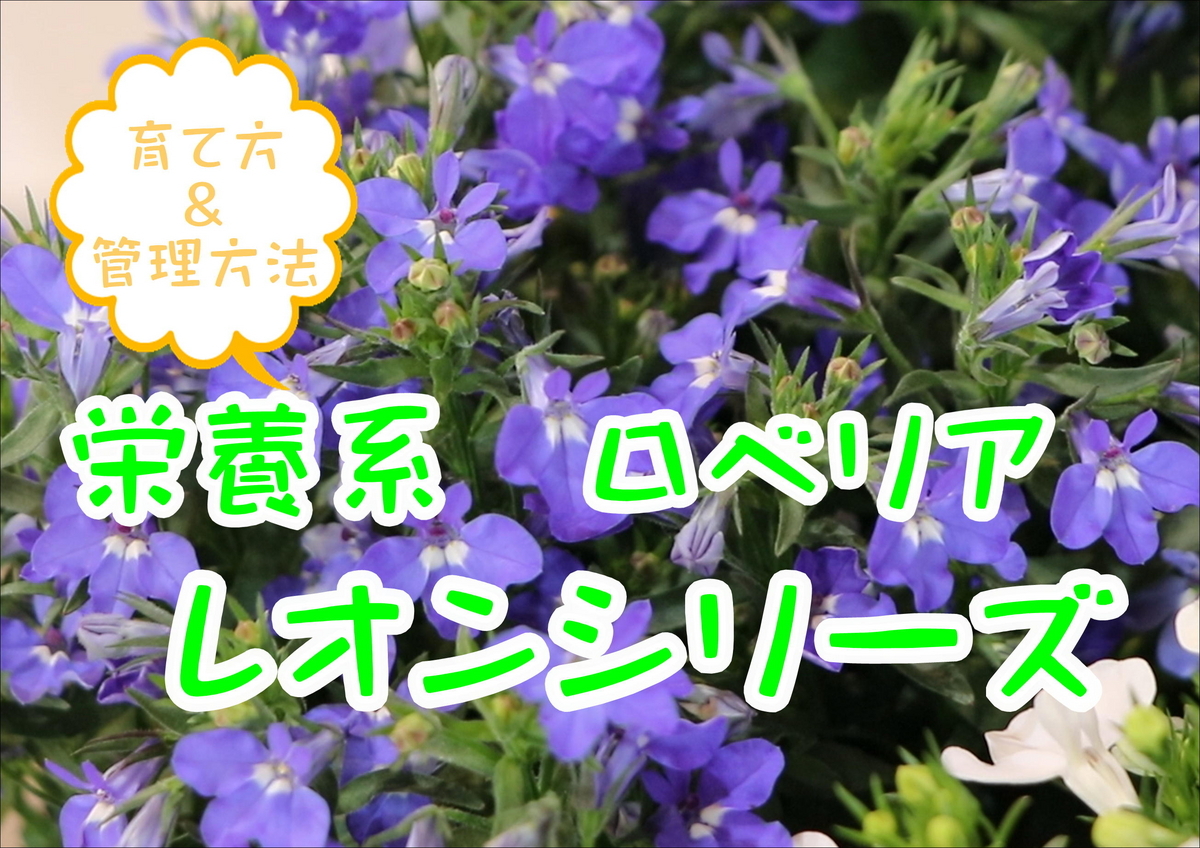 ロベリア レオン _ ロベリアブルーセレクション – SEBEN