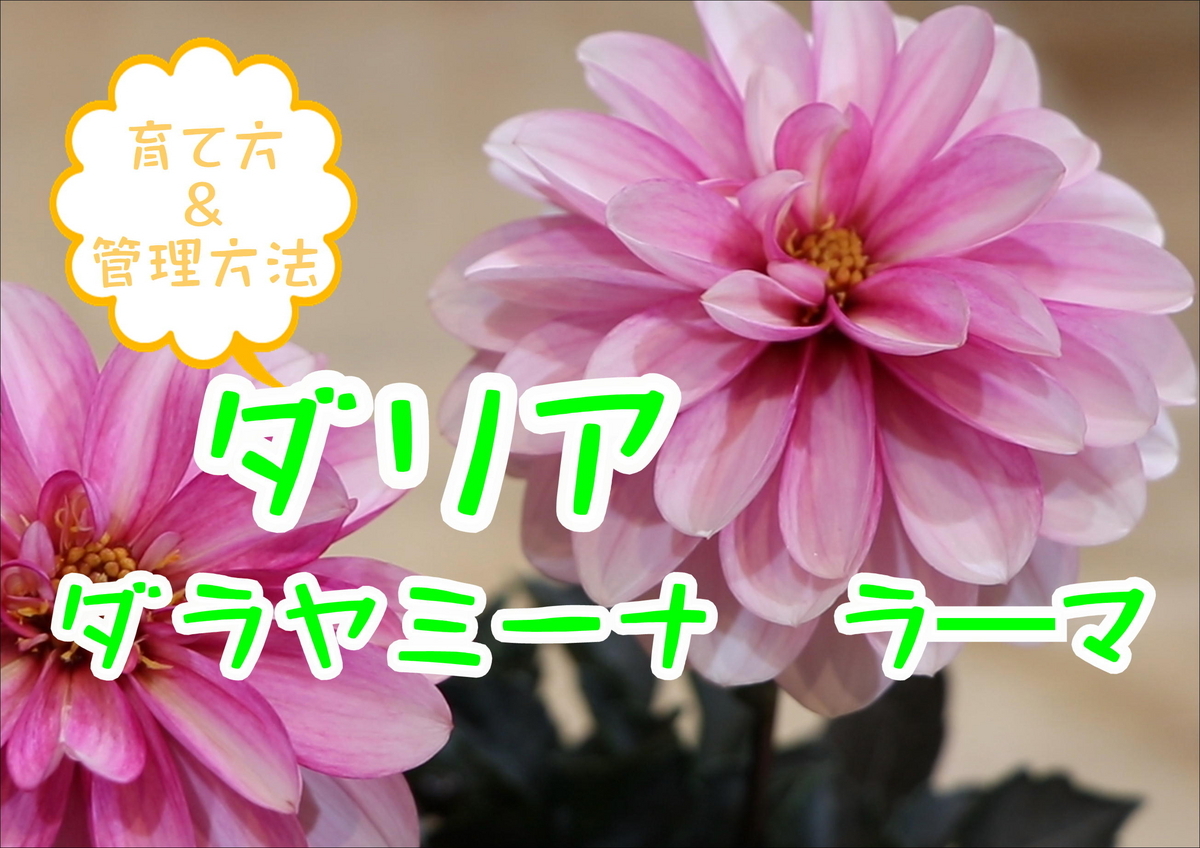ダリア ダラヤミーナラーマ