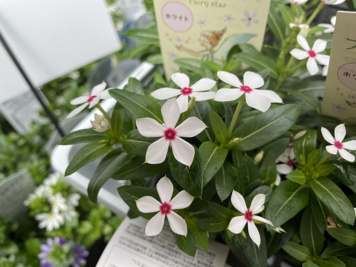 おすすめ植物〜5月21日！ #日々草 #ビンカ #寄せ植え #garden