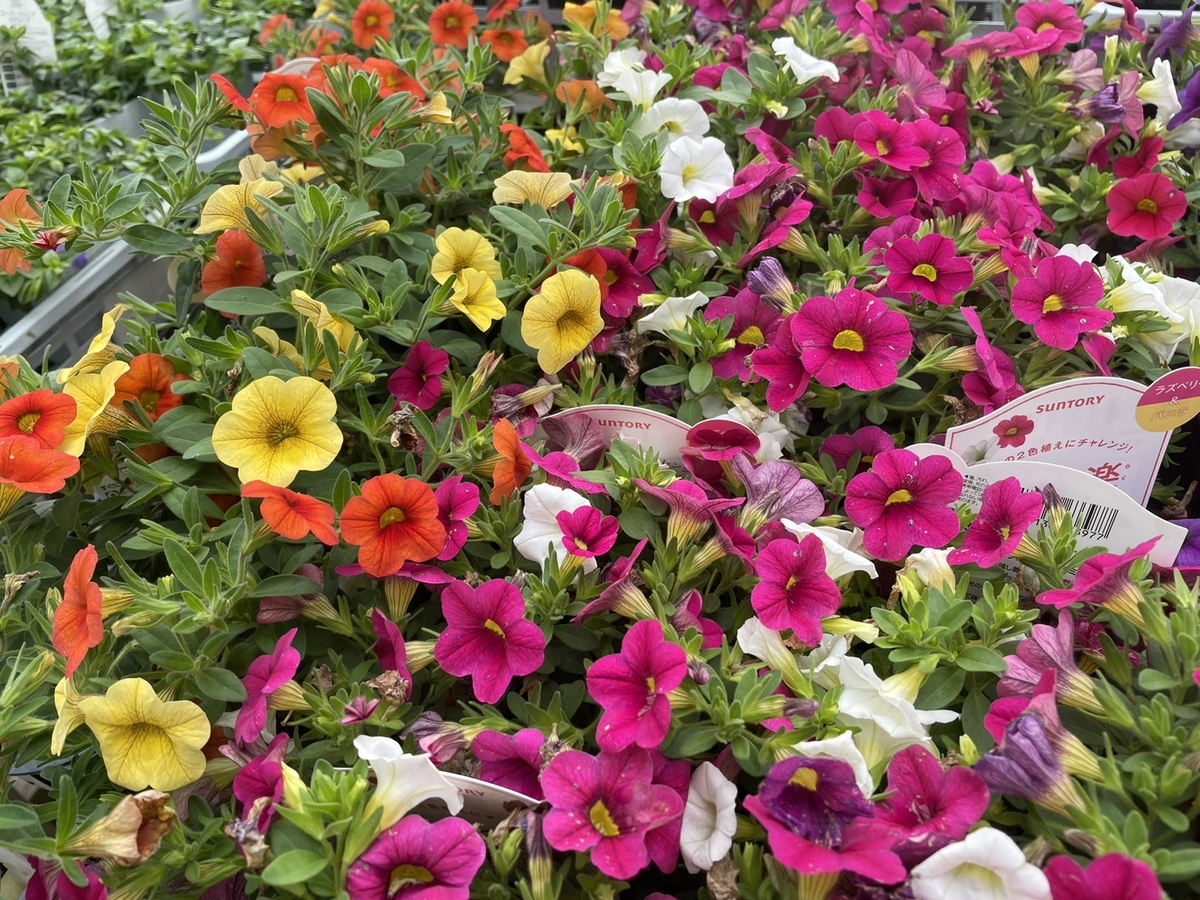 おすすめ植物〜5月24日！ #セージ #ミリオンベル #とうがらし #カラー
