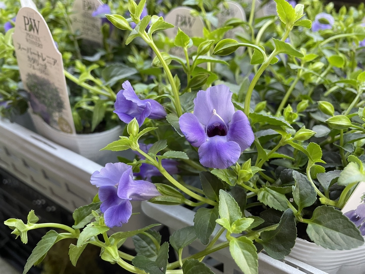 PWの人気品種♪ 夏の花壇！ 夏の寄せ植えに最適！ スーパートレニア