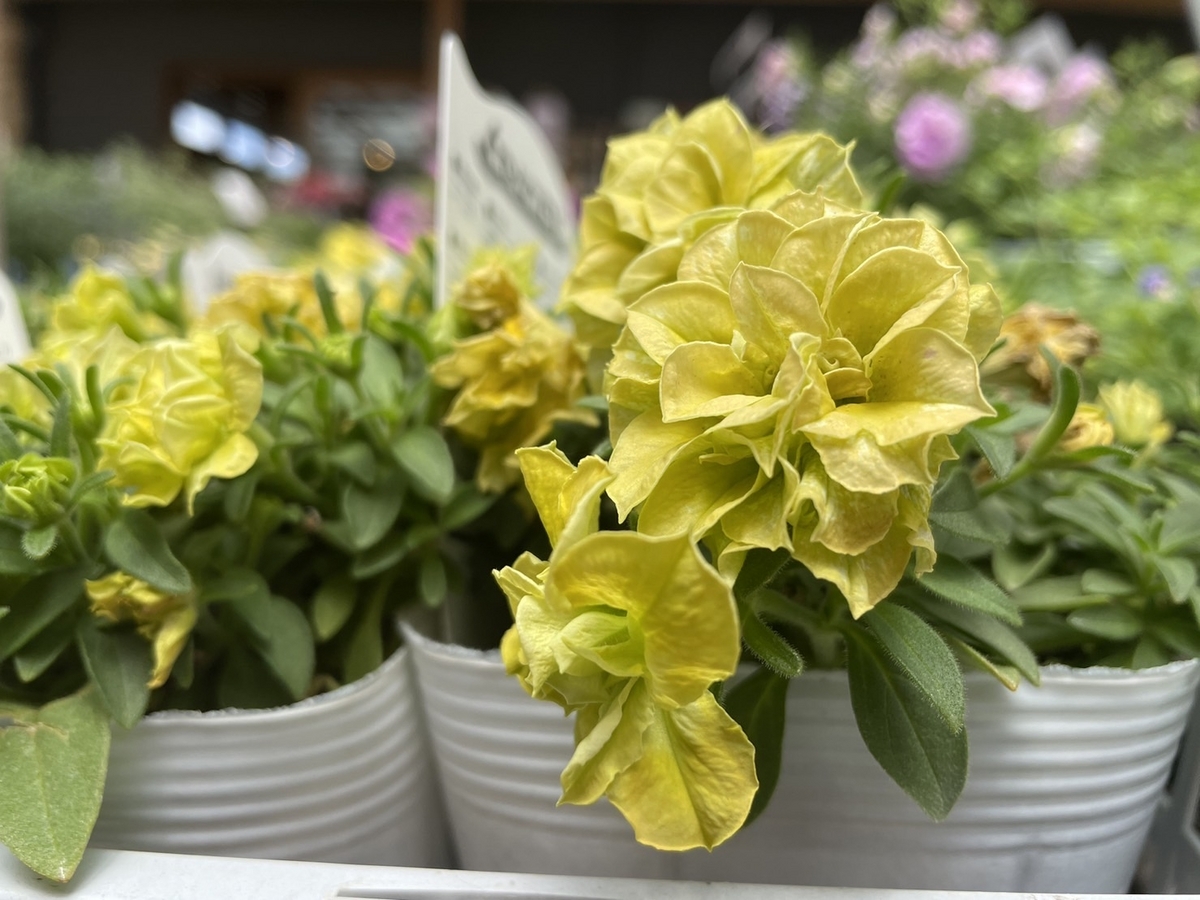 オススメ植物♪ 6月4日！ 夏におすすめの黄色い花特集♪ #イエロー