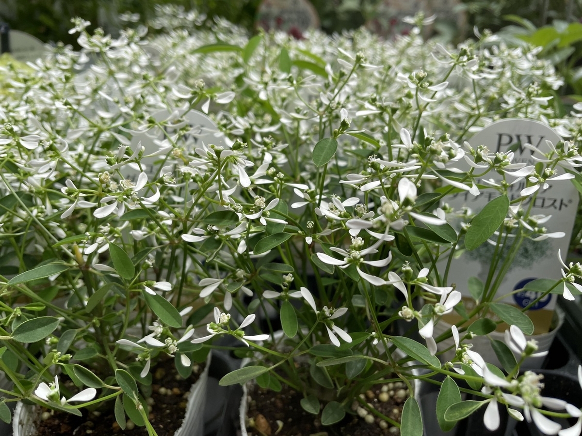 おすすめ植物～6月5日！ 暑い夏にぴったりな白い花特集！(*^_^*) #白い