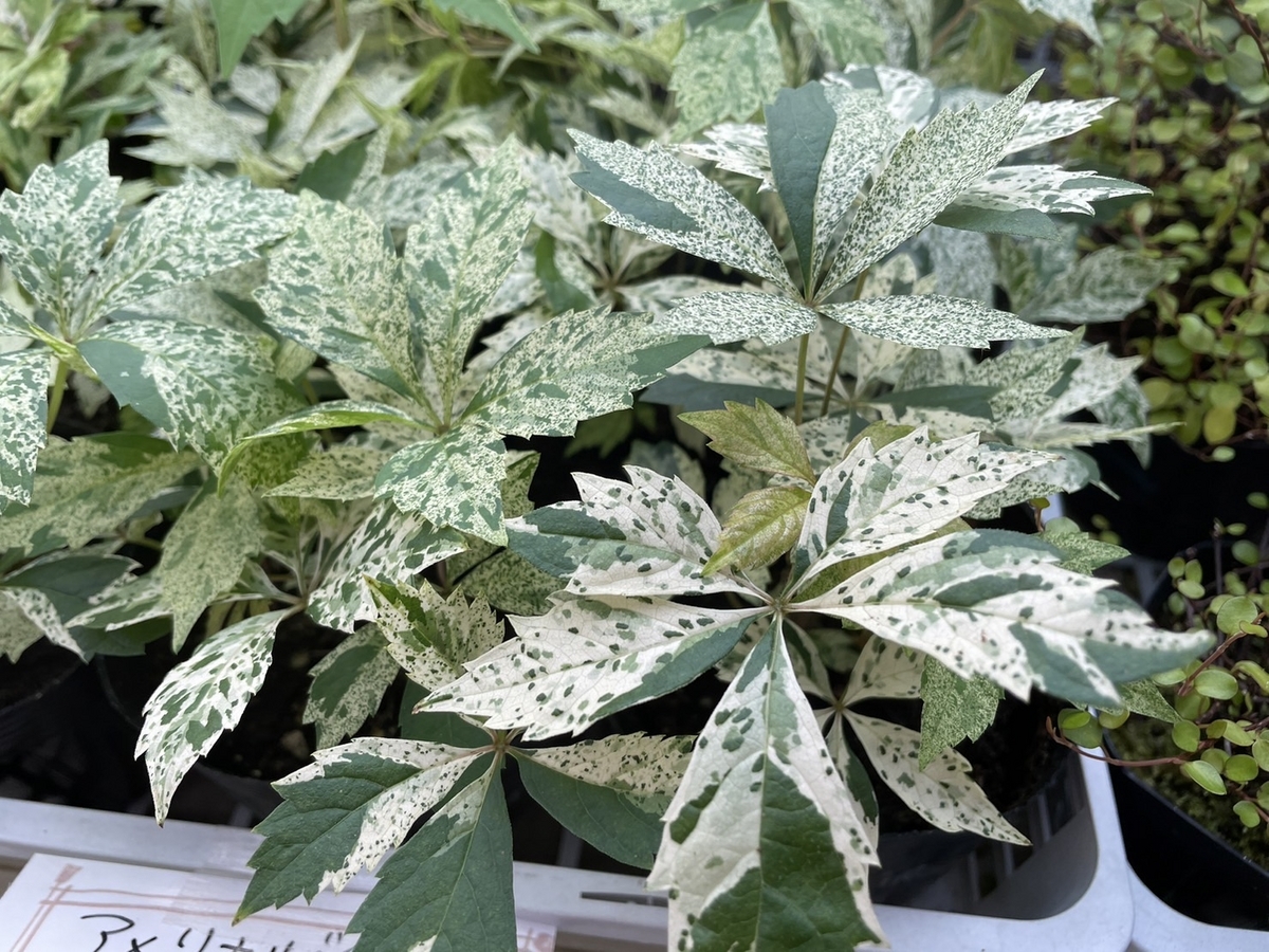 おすすめ植物! 6月8日! ぐんぐん伸びるカラーリーフ特集