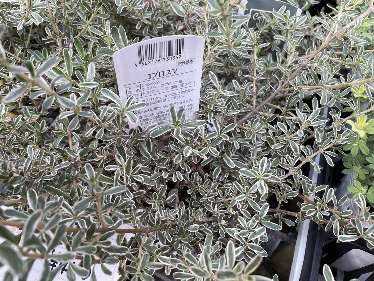 おすすめ植物! 6月8日! ぐんぐん伸びるカラーリーフ特集