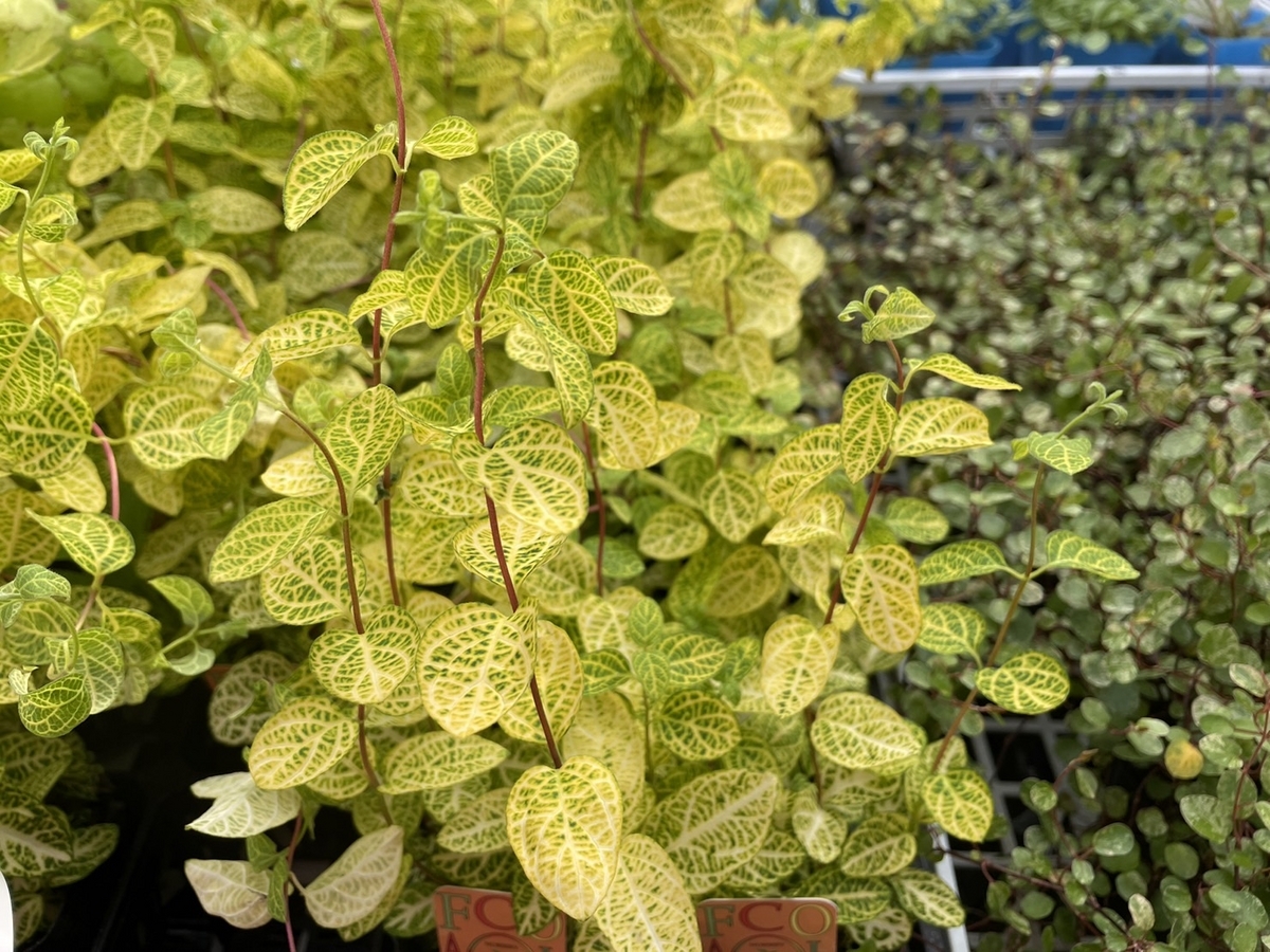 ゴールデン ハニーサックル