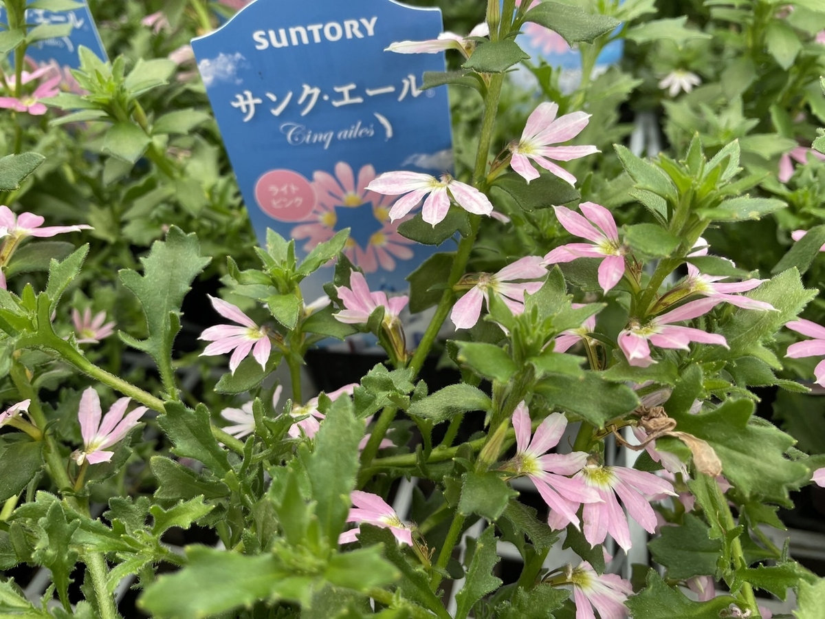 サントリー サンク・エール ライトピンク 