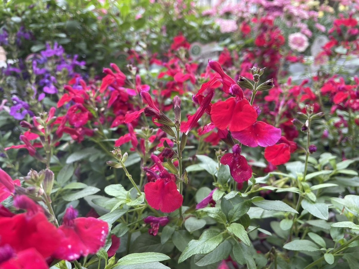 死体の花(ミラージュ) MTG 死体の花 日本語 ミラージュ 黒枠 - メルカリ