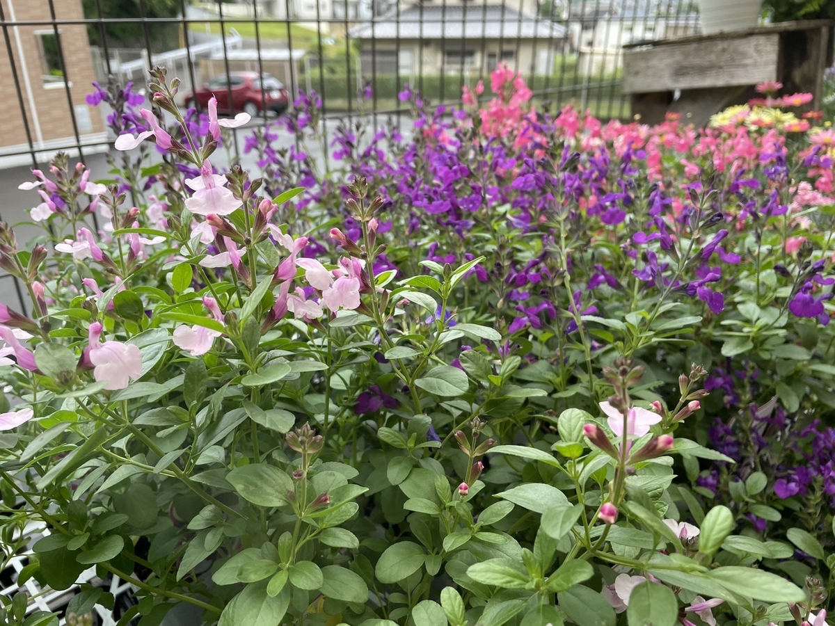 死体の花(ミラージュ) MTG 死体の花 日本語 ミラージュ 黒枠 - メルカリ