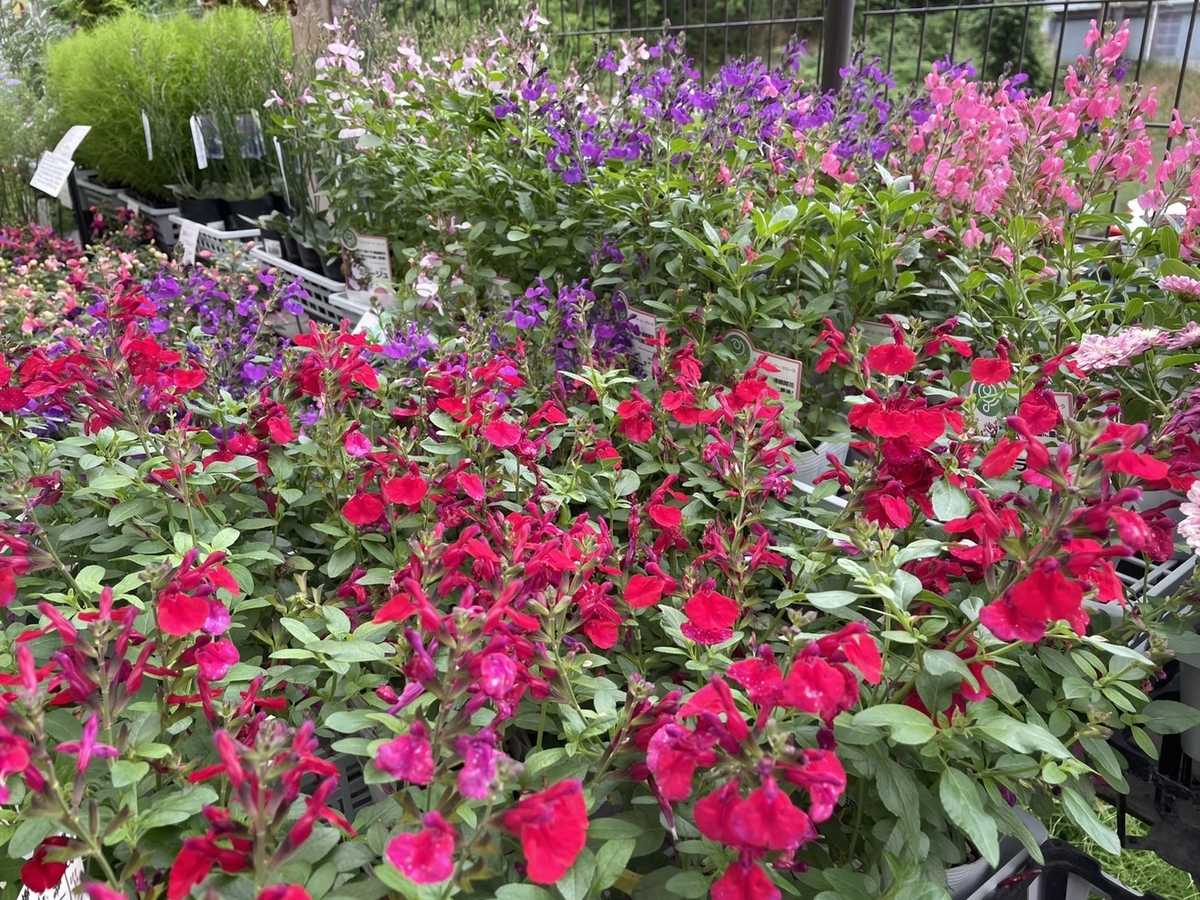 おすすめ植物 6月12日！ 暑さに強く夏でも咲き続ける！ 宿根サルビア