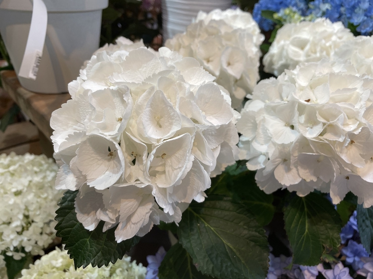 オススメ植物6月13日！ 紫陽花♪ 星あつめやシュガーホワイト