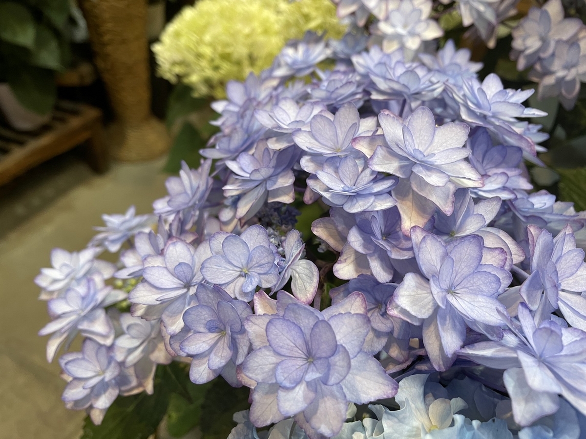 オススメ植物6月13日！ 紫陽花♪ 星あつめやシュガーホワイト