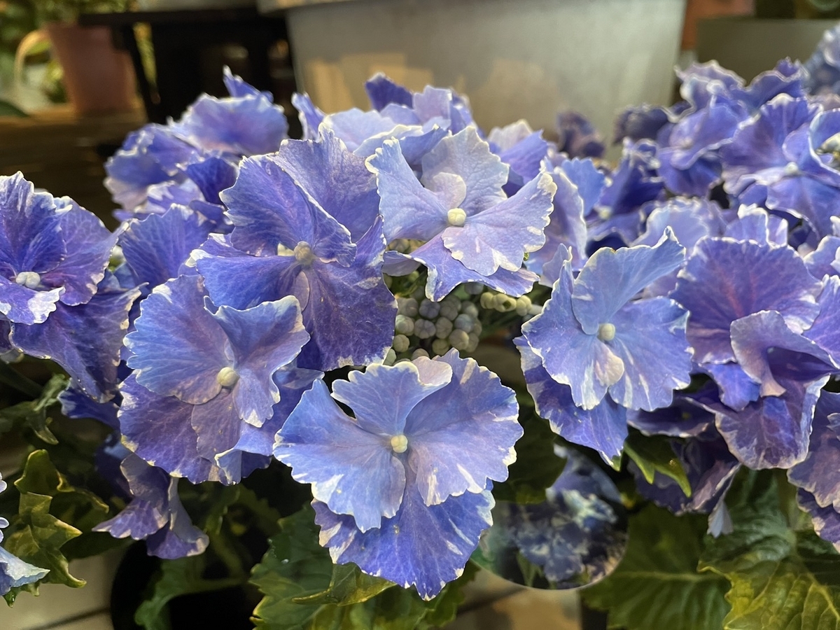 オススメ植物6月13日！ 紫陽花♪ 星あつめやシュガーホワイト