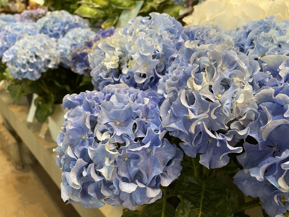 オススメ植物6月13日！ 紫陽花♪ 星あつめやシュガーホワイト