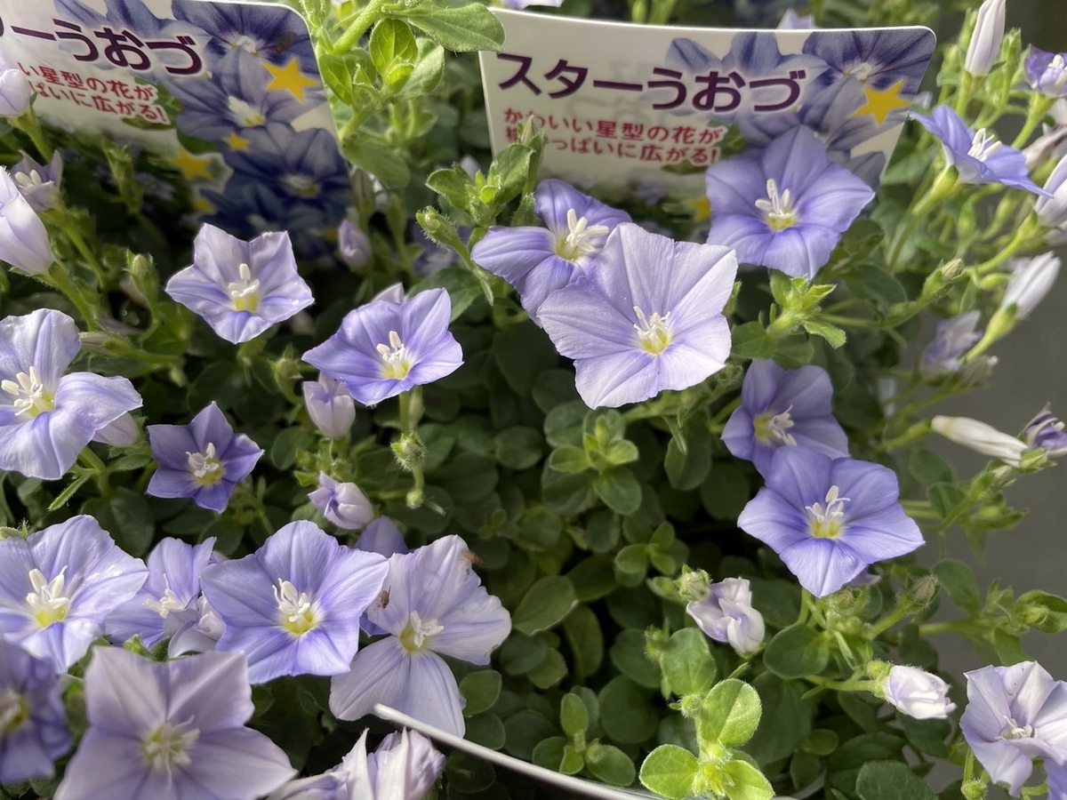 コンボルブルス スターうおず