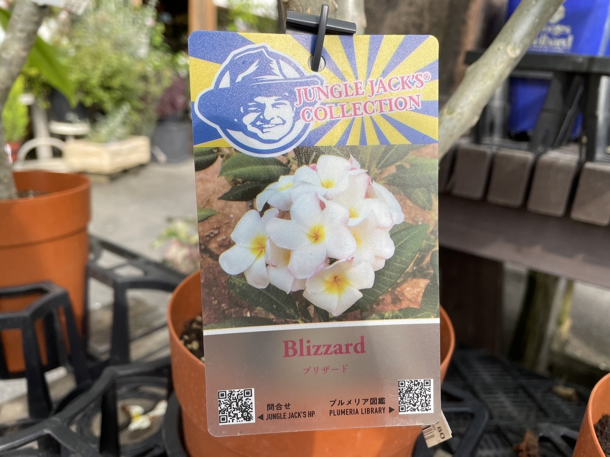 おすすめ植物～6月19日！ プルメリア♪ 人気の熱帯花木！ プルメリア