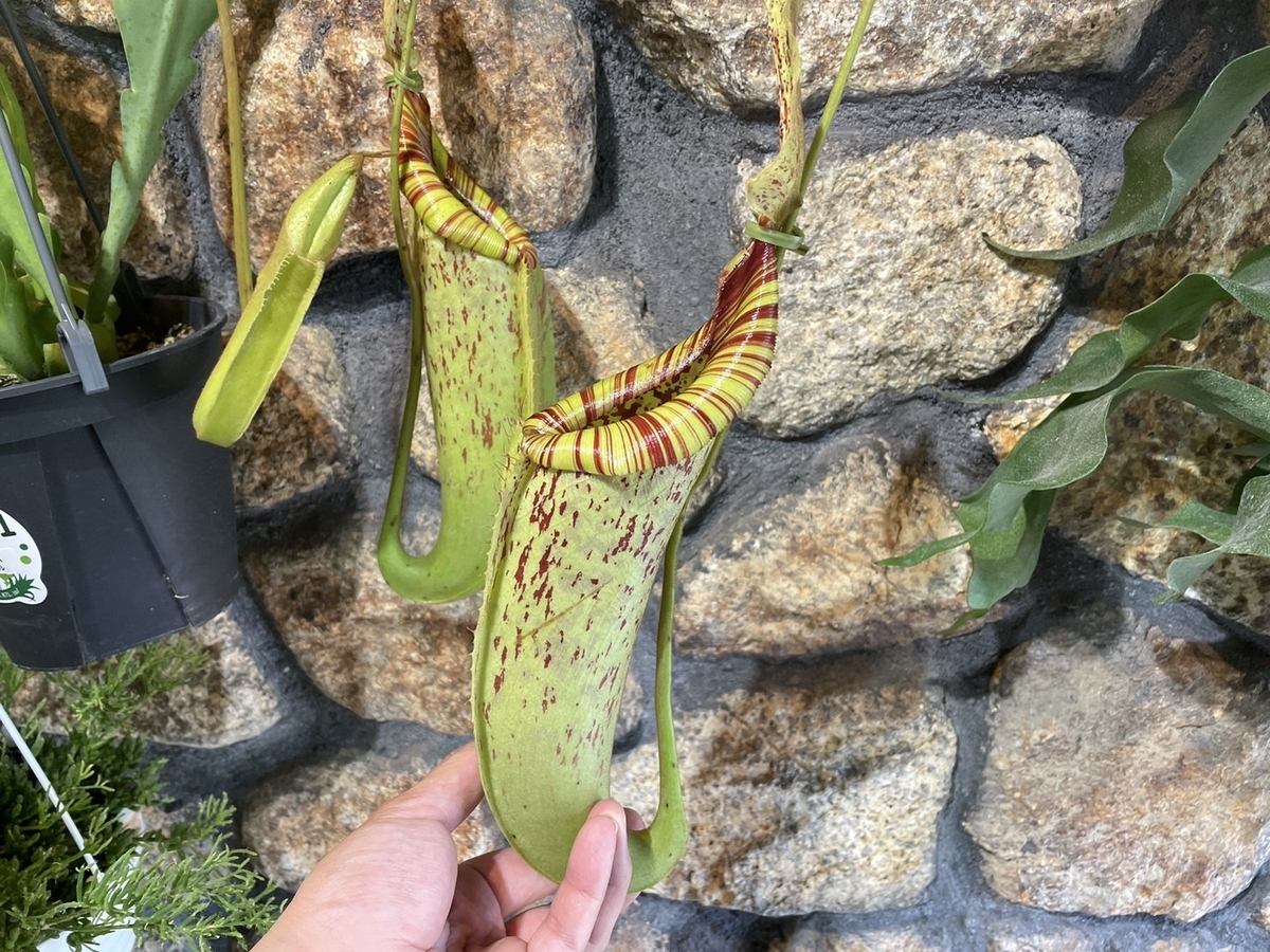 ウツボカズラ　N.トラスマディエンシス　食虫植物 み*う様 ウツボカズラN.トラスマディエンシス食虫植物