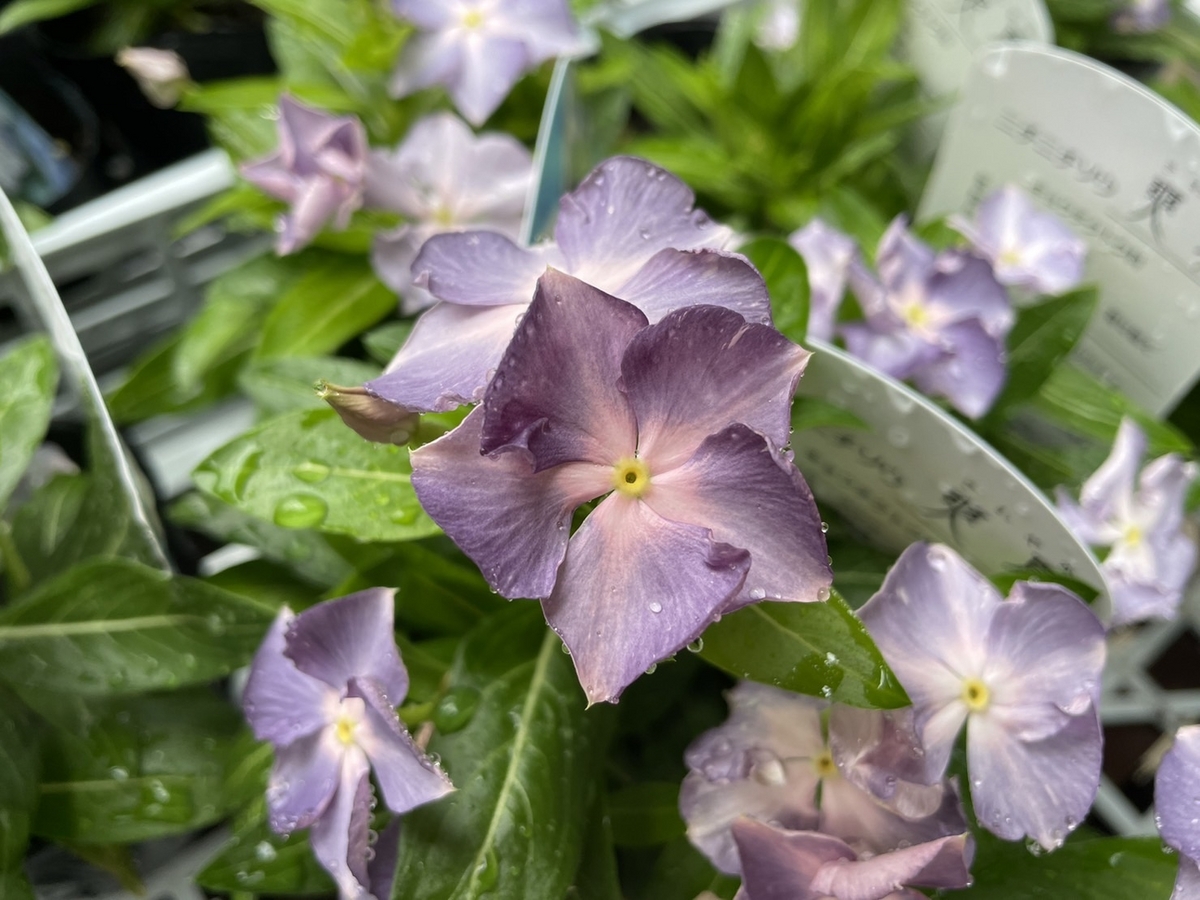 おすすめ植物〜6月27日！ 日々草 爽夏やポーチュラカマジカル