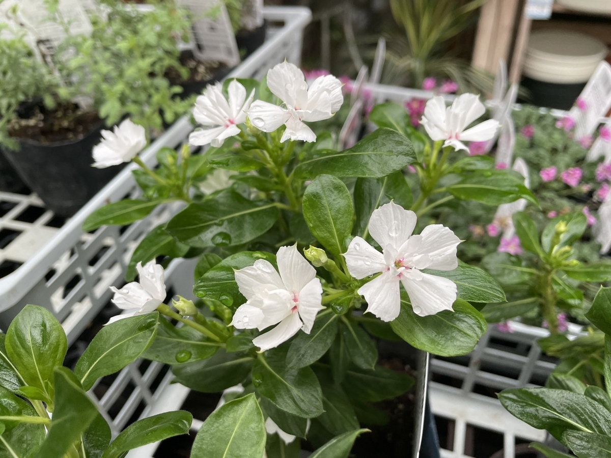 おすすめ植物〜6月29日！ 天使のビンカとサンクエール♪(*^_^*) - GP