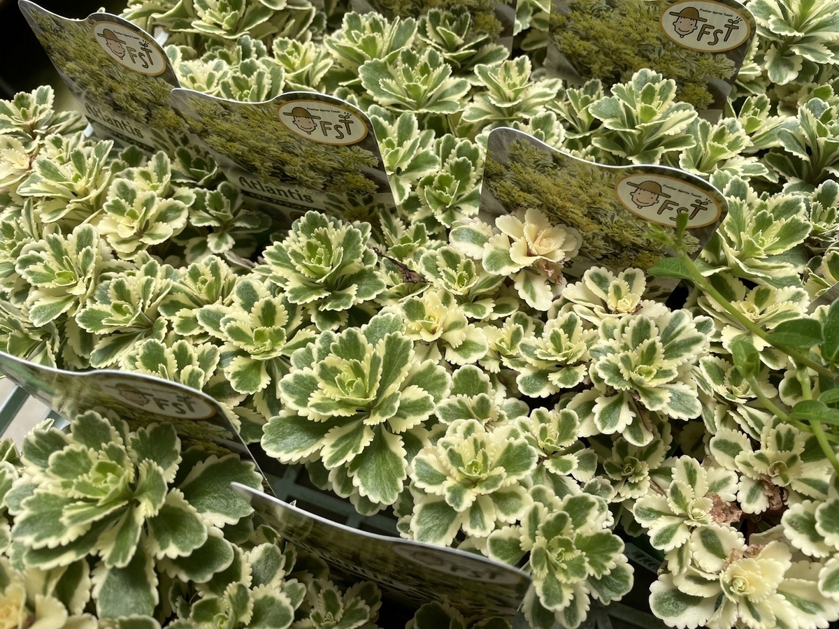 おすすめ植物〜6月30日！ お待ちかね！アトランティスが再入荷しました