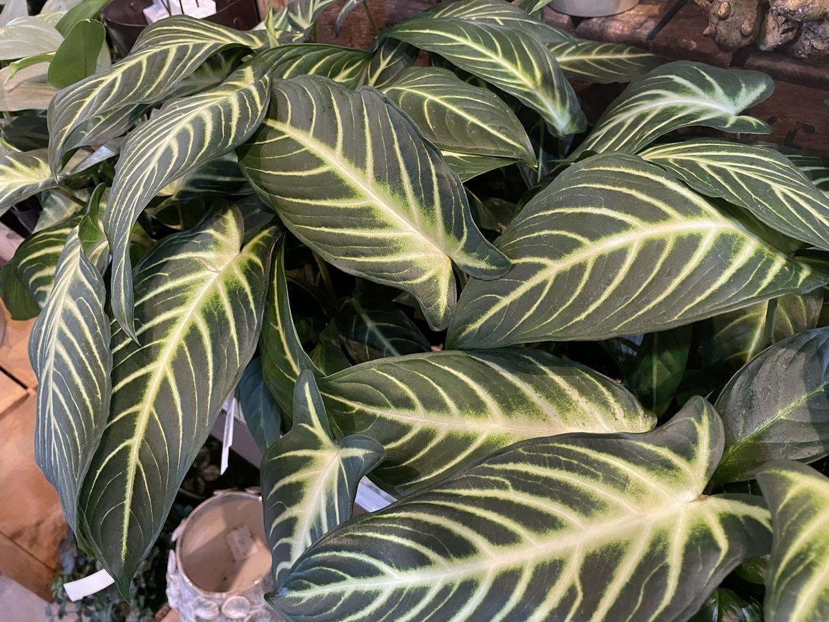 キサントリーマ 3号ポット苗 キサントソーマ 観葉植物 鉢植え お洒落 おしゃれ 可愛い かわいい インテリア 希少種