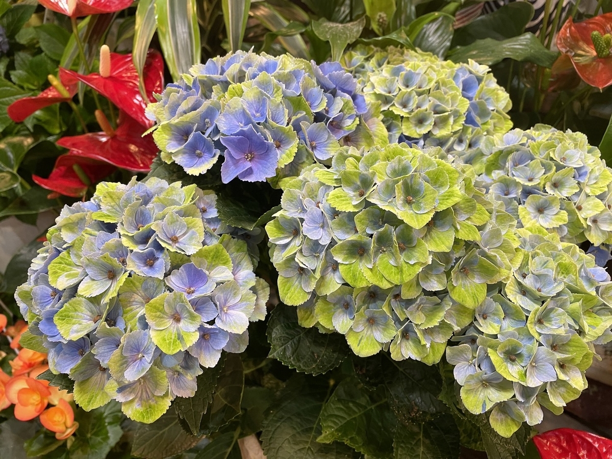 アジサイ マジカルアメジスト ブルー 5号鉢 ハイドランジア 紫陽花 鉢花 鉢植え 地植え 植木 苗木 お洒落 可愛い 落葉樹 花 苗 初心者 ギフト プレゼント