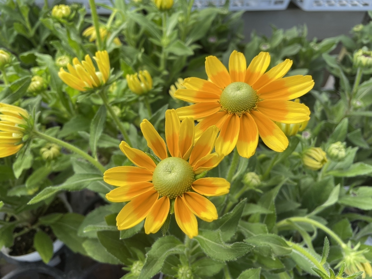 ルドベキア プレーリーサン 3.5号ポット苗 寄せ植え 花壇