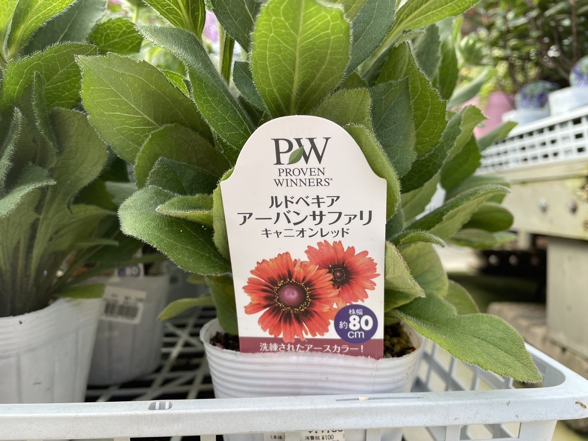 ルドベキア アーバンサファリ キャニオンレッド 3.5号ポット苗 寄せ植え 花壇 鉢植え お洒落 可愛い シック 春の花 夏の花 秋の花 花 苗 初心者 希少種