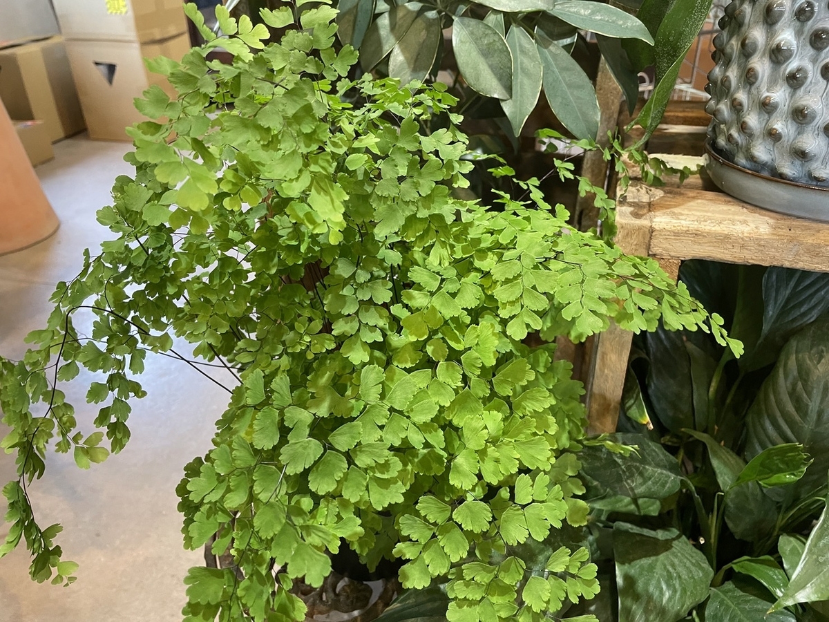 アジアンタム フラグランス 4号鉢 観葉植物 お洒落 おしゃれ 可愛い かわいい カッコイイ インテリア 涼しげ シダ 人気 苗 初心者
