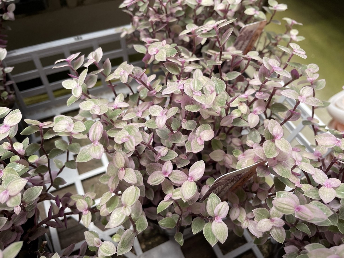 斑入り カリシア ロザート 3〜3.5号ポット苗 観葉植物 カラーリーフ