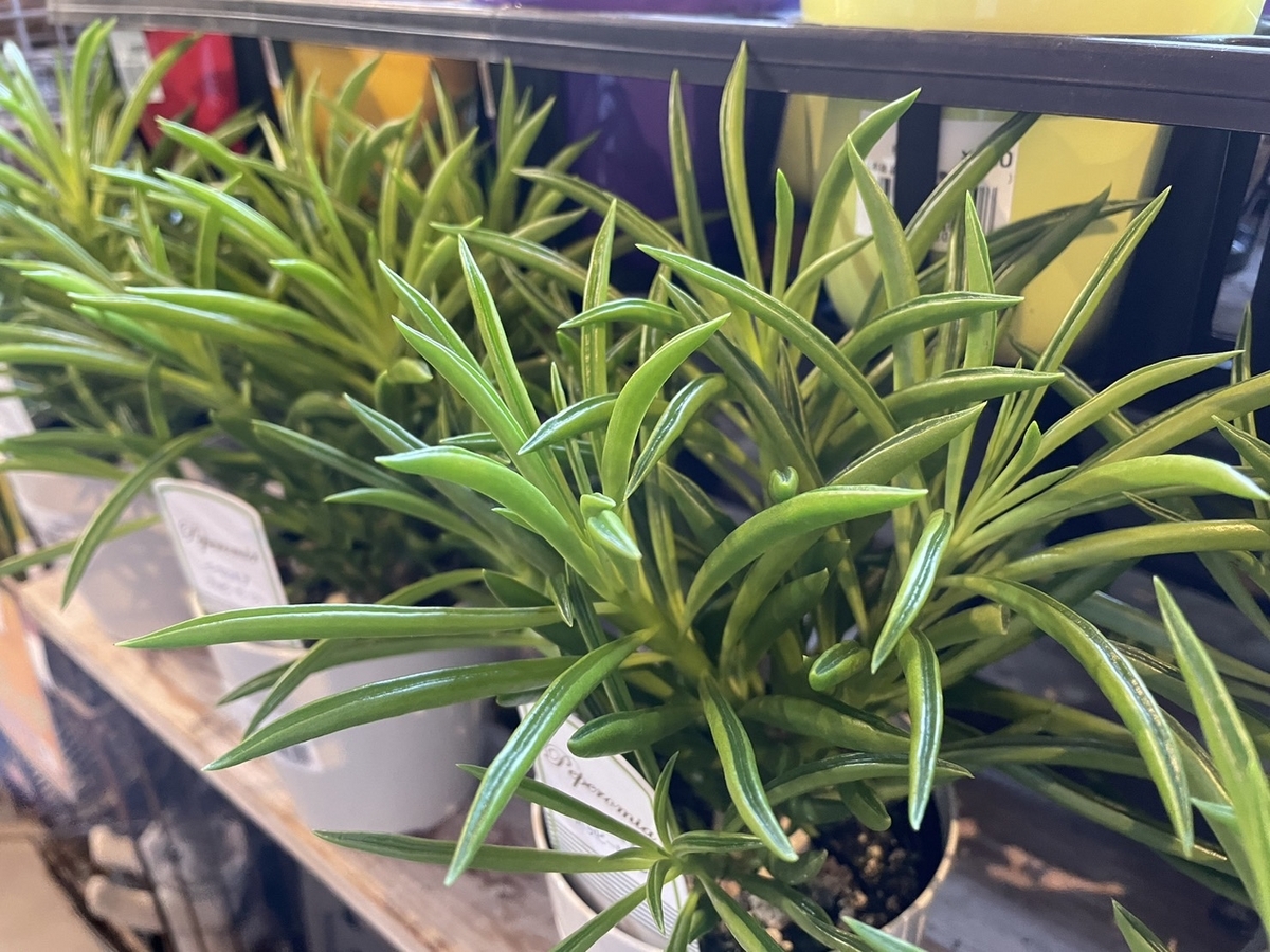 ペペロミア ハッピービーン 3.5号鉢 観葉植物 鉢植え お洒落 おしゃれ 可愛い かわいい インテリア 室内 苗 初心者 希少種