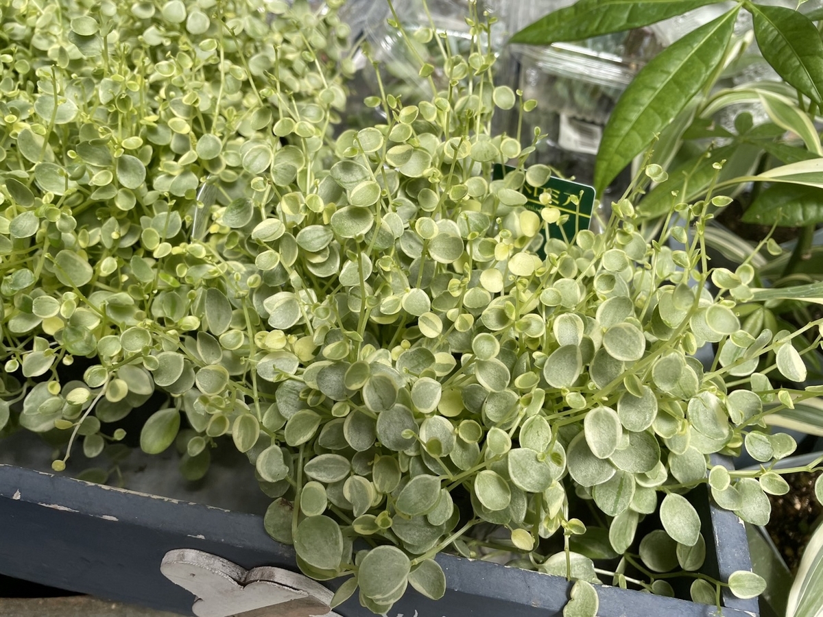 ペペロミア 真亜子 3号ポット苗 観葉植物 希少