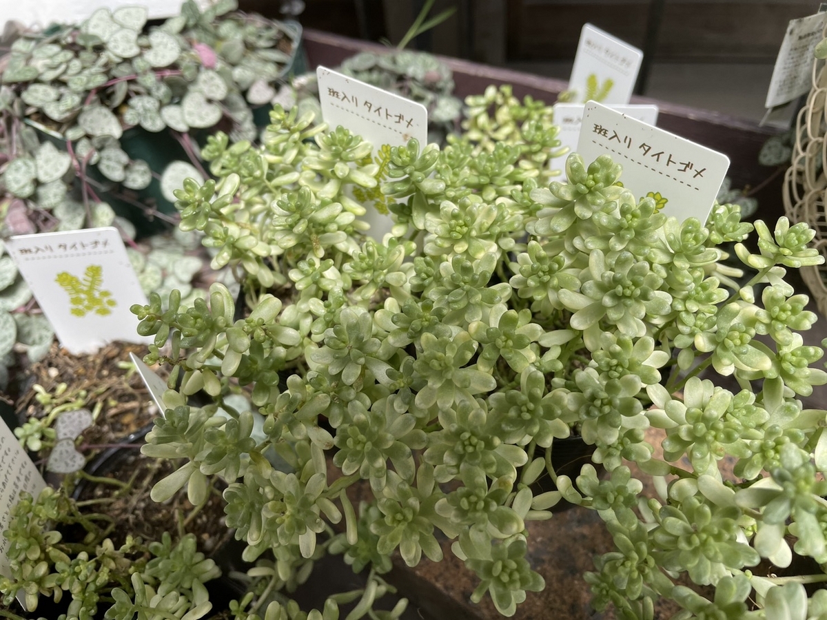 多肉植物 セダム 斑入りタイトゴメ