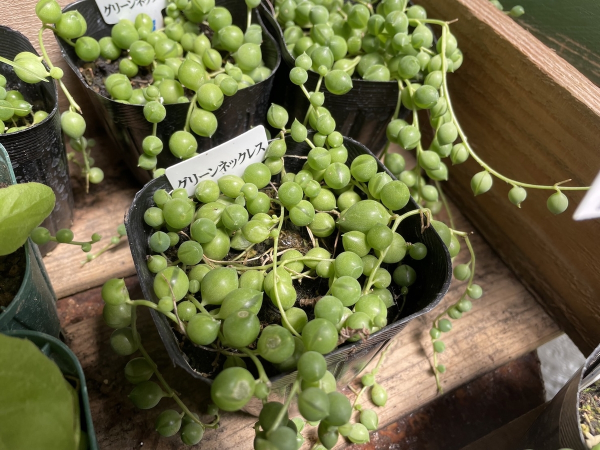 多肉植物 グリーンネックレス 3号ポット苗