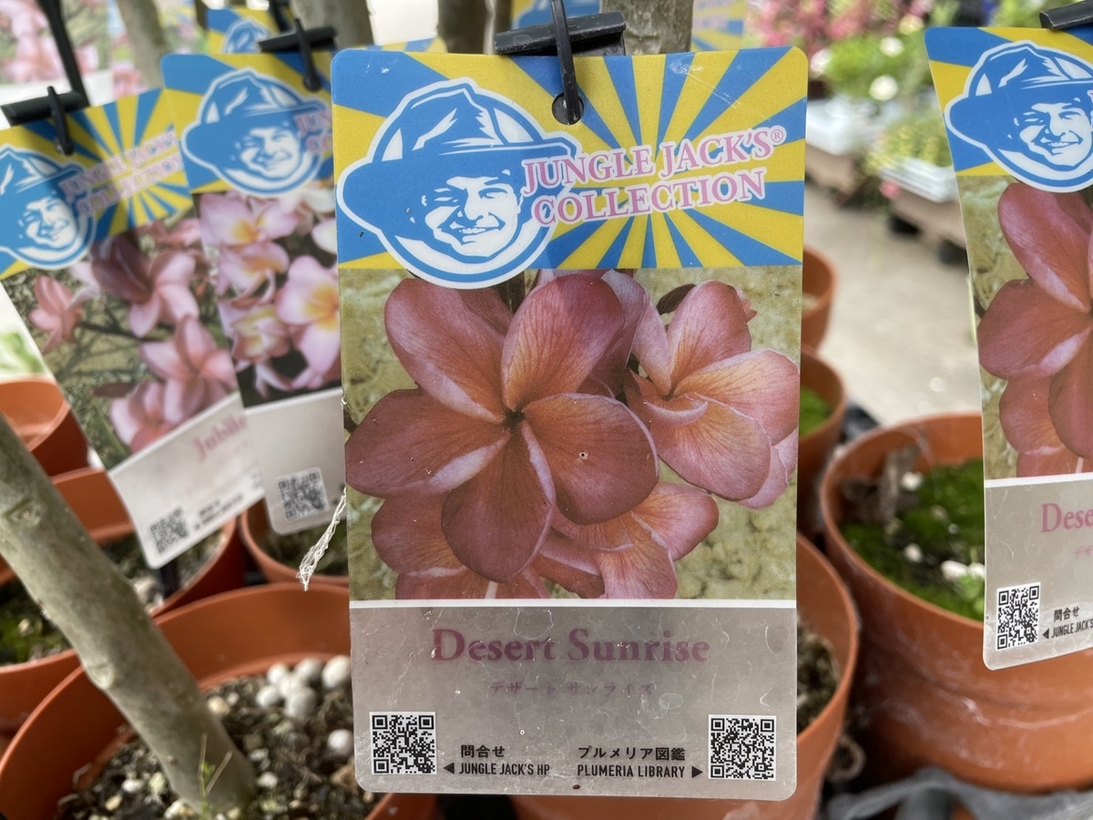 おすすめ植物〜7月15日！ プルメリア入荷しました♪ #プルメリア #熱帯