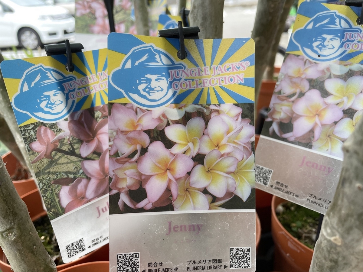 おすすめ植物〜7月15日！ プルメリア入荷しました♪ #プルメリア #熱帯