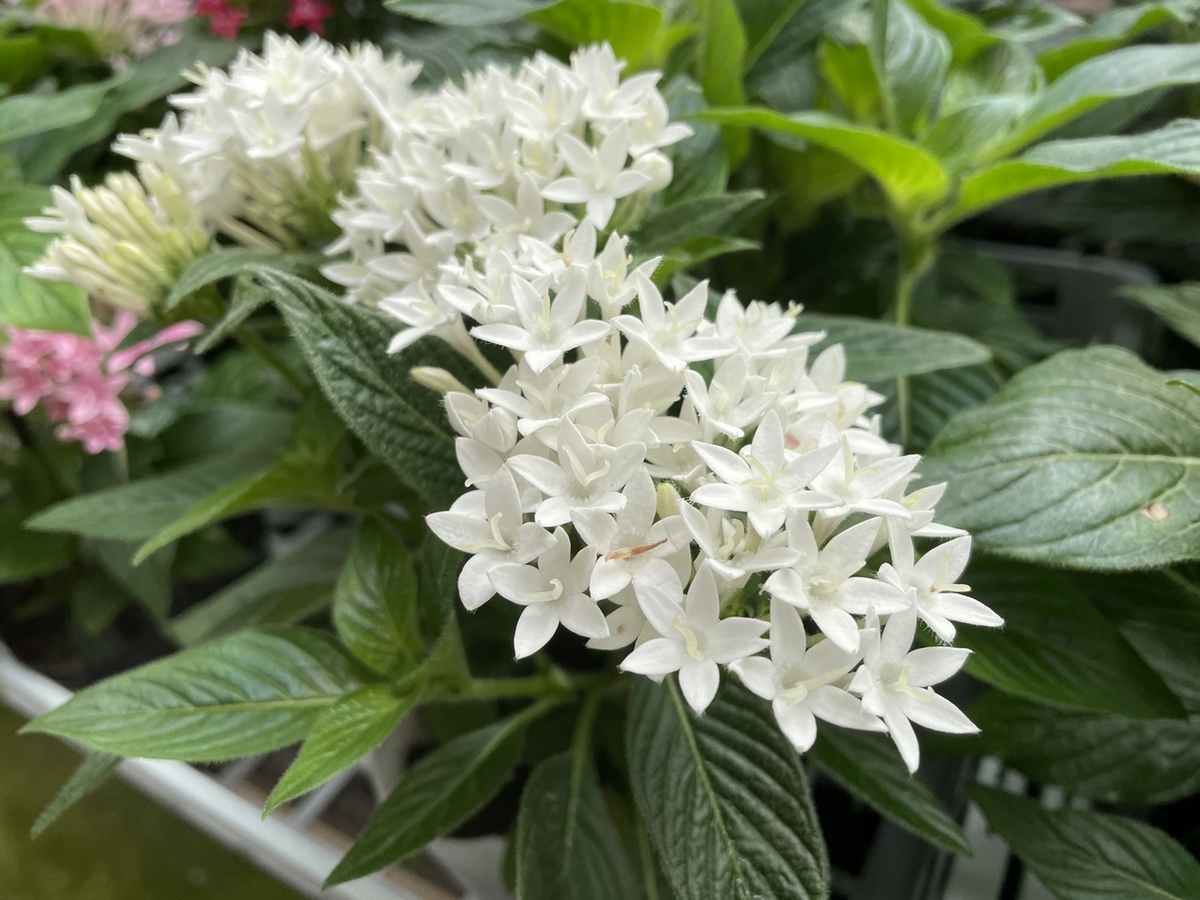 おすすめ植物〜7月16日！ 夏におすすめの「白い花」特集♪♪ #白い花