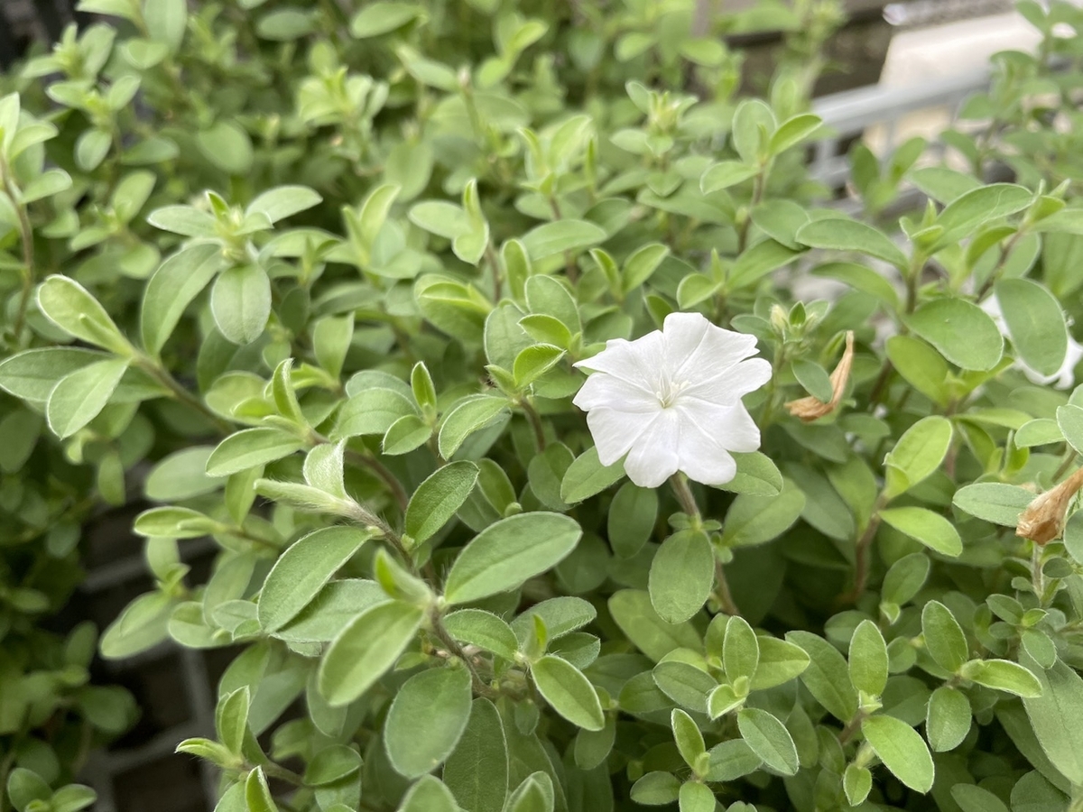 おすすめ植物〜7月16日！ 夏におすすめの「白い花」特集♪♪ #白い花