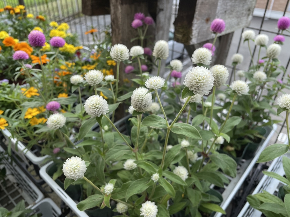 白花 51W5asdvBmL._AC_UF350,