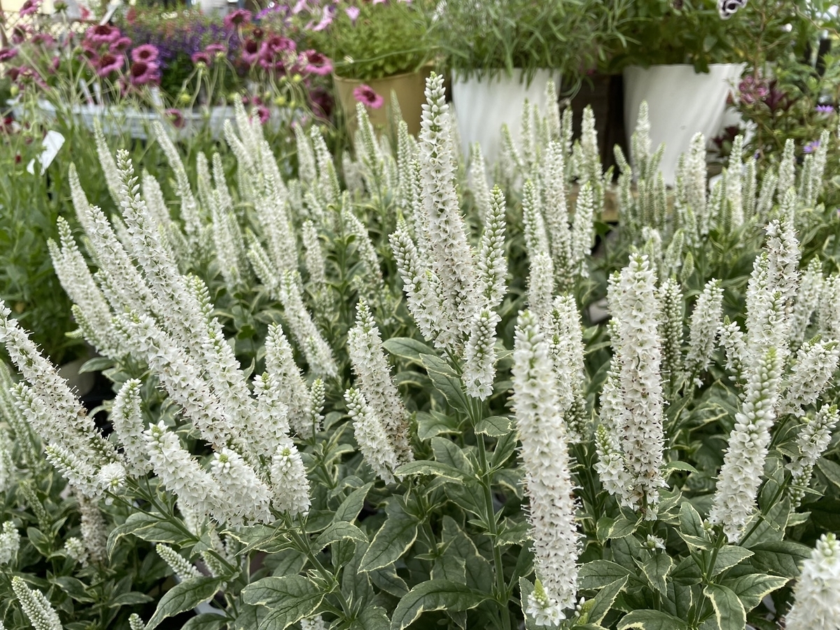 おすすめ植物〜7月16日！ 夏におすすめの「白い花」特集♪♪ #白い花