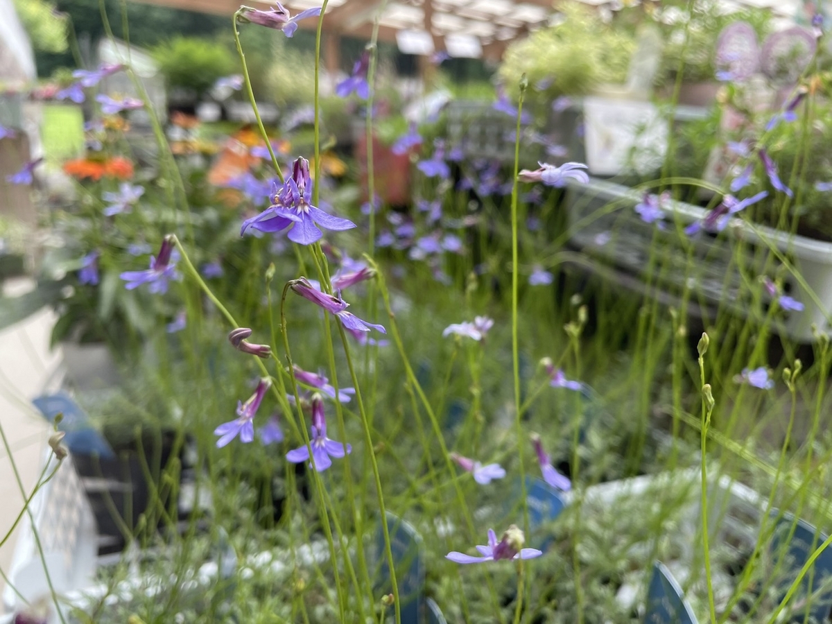 ロベリア プリンセスブルー 3号ポット苗 寄せ植え 鉢植え 花壇 お洒落 おしゃれ 可愛い かわいい 可憐 青い花 春の花 夏の花 秋の花 花 苗 初心者 希少種