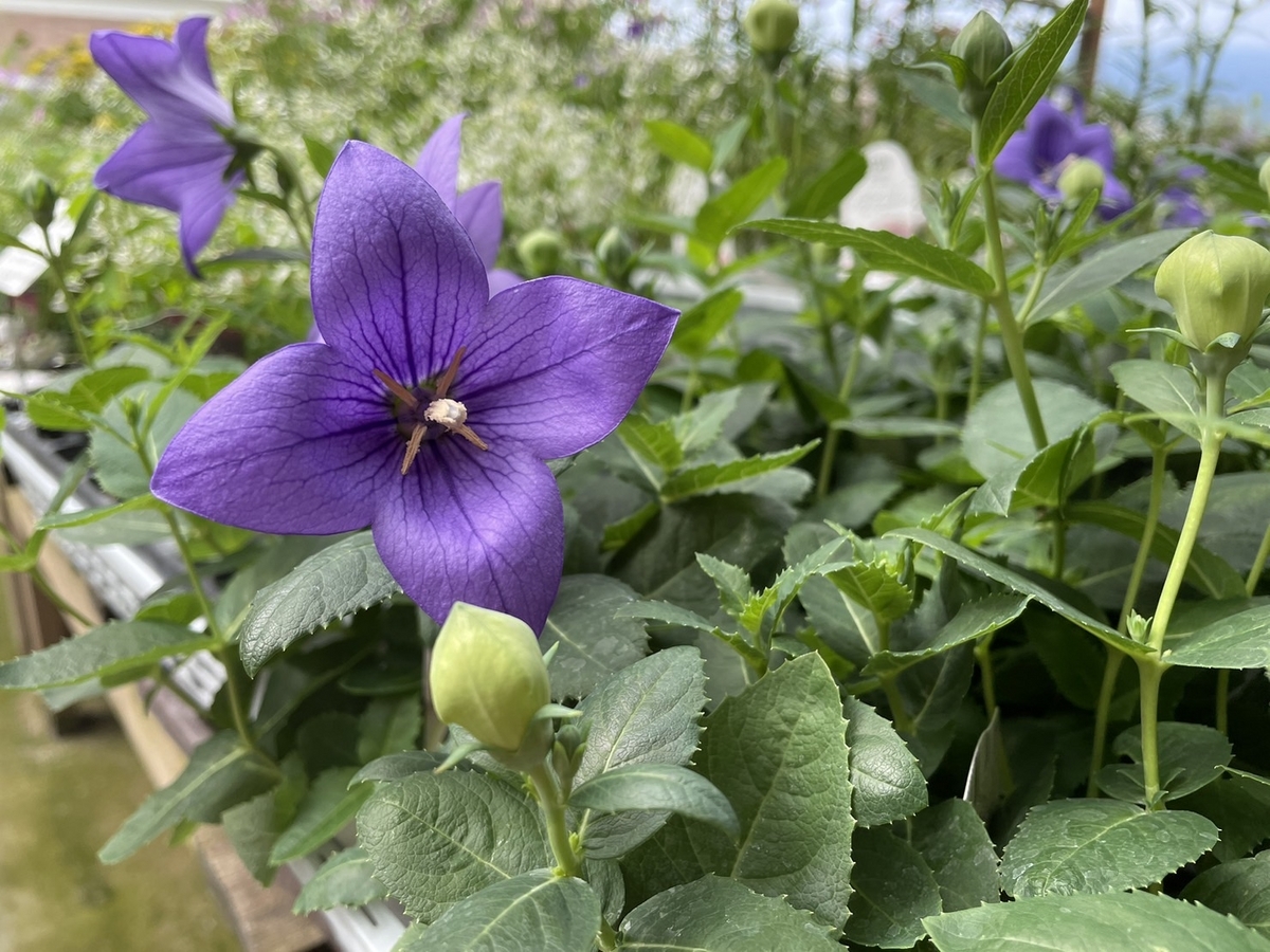 キキョウ アストラ ブルー 3号ロングポット苗 寄せ植え 花壇