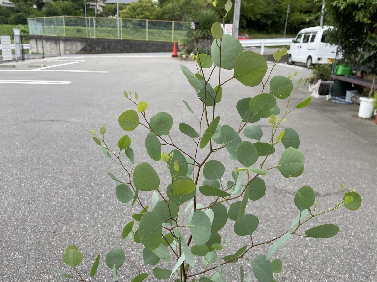 おすすめ植物～7月18日！ユーカリ3種類入荷♪ ユーカリシレネア 